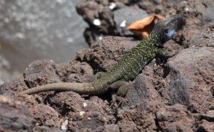 ¡¿Un cocodrílo suelto por Toledo?!