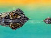 ¡¿Un cocodrílo suelto Toledo?!