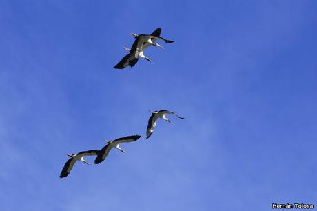 Ciconiformes en vuelo