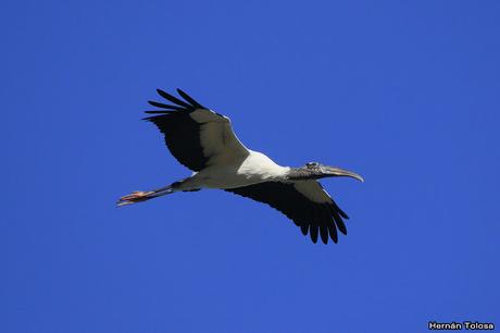 Ciconiformes en vuelo