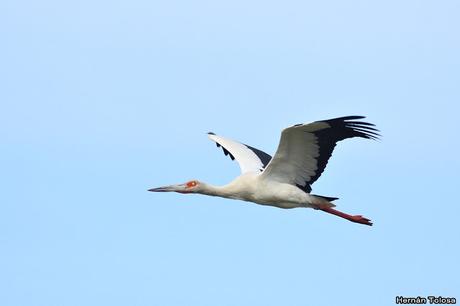 Ciconiformes en vuelo