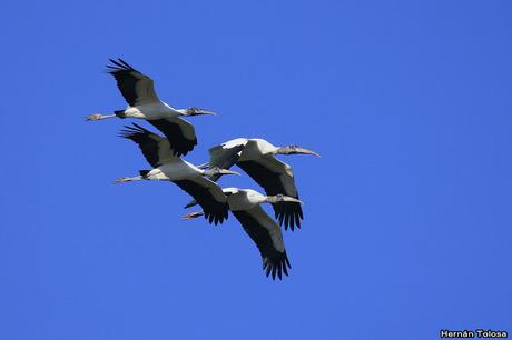 Ciconiformes en vuelo