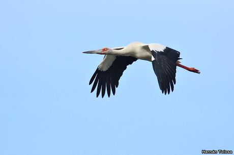 Ciconiformes en vuelo