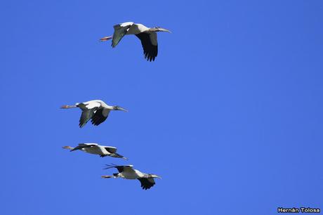 Ciconiformes en vuelo