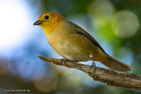 Tangará gris (Orange-headed Tanager) Thlypopsis sordida