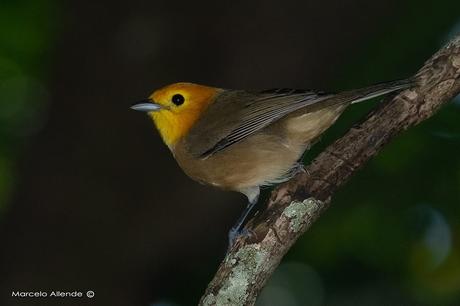 Tangará gris (Orange-headed Tanager) Thlypopsis sordida