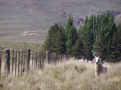 El mal del Huecú una enfermedad centenaria que mata el ganado