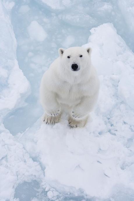 Apabullante. Apabullante.