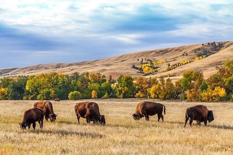 Bison-in-Custer-State-Park-must-see-near-Mt-Rushmore.jpg.optimal ▷ 13 grandes cosas que hacer en el Parque Estatal Custer (+ Itinerario de un día)