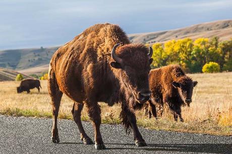 Best-things-to-do-in-Custer-State-Park-watch-bison-and-other-wildlife.jpg.optimal ▷ 13 grandes cosas que hacer en el Parque Estatal Custer (+ Itinerario de un día)