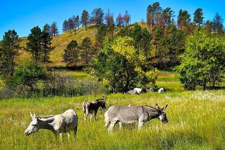 Wild-burros-at-Custer-State-Park-SD.jpg.optimal ▷ 13 grandes cosas que hacer en el Parque Estatal Custer (+ Itinerario de un día)