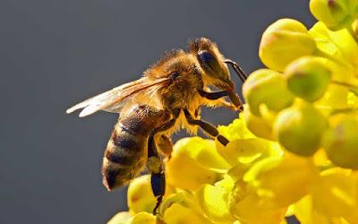 Las abejas son la especie más importante del planeta-TuParadaDigital