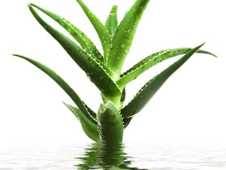 jugo de aloe vera propiedades