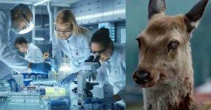 ¿Qué paso con la enfermedad del ¨CIERVO ZOMBIE¨?