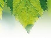 Aceites abedul para cuidado cuerpo.