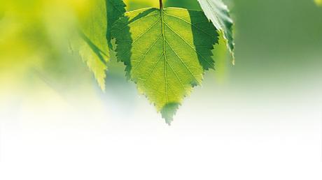 Aceites de abedul para el cuidado del cuerpo. Aceites de Abedul para el cuidado del cuerpo