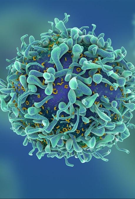 Una terapia con antirretrovirales y CRISPR elimina el VIH en ratones