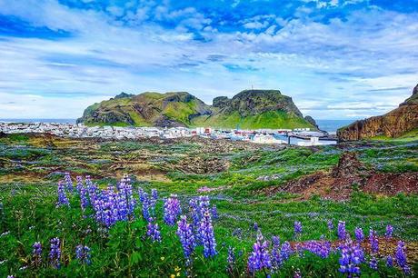 ▷ Islas Westman – Su guía a la isla Heimaey en Islandia Vestmannaeyjabaer-town-in-the-Westman-Islands.jpg.optimal ▷ Islas Westman - Su guía a la isla Heimaey en Islandia