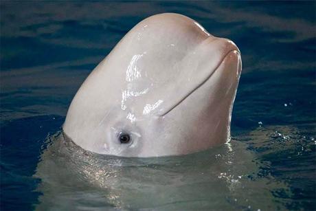 ▷ Islas Westman – Su guía a la isla Heimaey en Islandia Sea-Life-Trust-Beluga-Whale-Sanctuary-is-not-to-be-missed-when-visiting-the-Westman-Islands-in-Iceland.jpg.optimal ▷ Islas Westman - Su guía a la isla Heimaey en Islandia