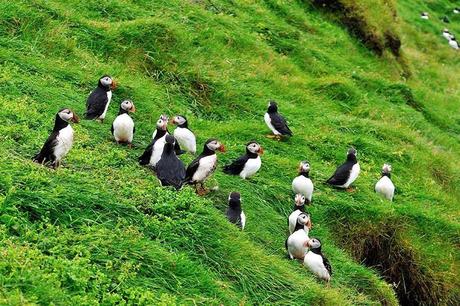▷ Islas Westman – Su guía a la isla Heimaey en Islandia Puffins-on-Heimaey-Island-in-Westman-Islands-Iceland.jpg.optimal ▷ Islas Westman - Su guía a la isla Heimaey en Islandia