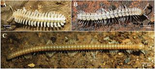 6 Nuevas especies descubiertas en cuevas de China