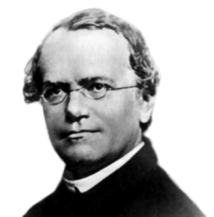 Gregor_Mendel Weldon y Pearson contra Bateson, un conflicto que Mendel no hubiera imaginado