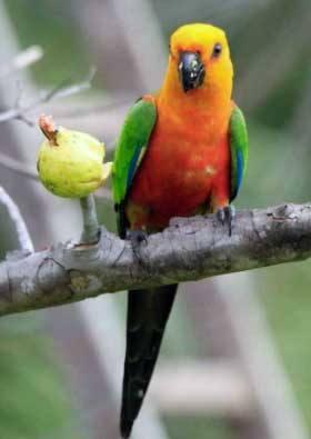 Comida para loros