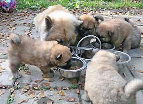 Comida Para Cachorros