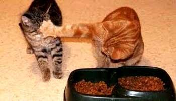 Comida Para Gatos Comida Para Gatos