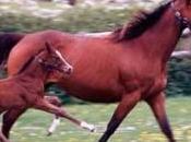 Comida para Caballos