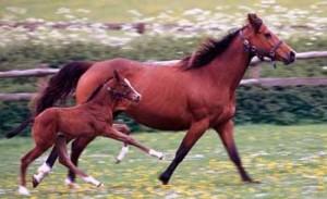 Comida para Caballos