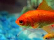 Comida para Goldfish Casera