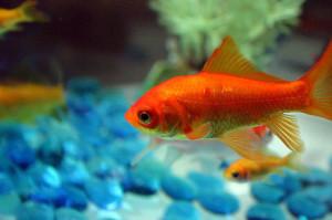 Comida para Goldfish Casera Comida para Goldfish Casera