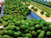 boom cultivo Palta Tucumán