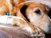 Síntomas Cáncer perros