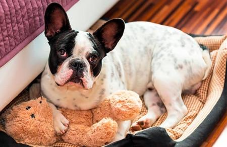 ¿Por qué mi perro rasca su cama antes de dormir?