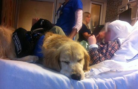 Hospitales aceptan a perros cómo visitantes para curar a enfermos