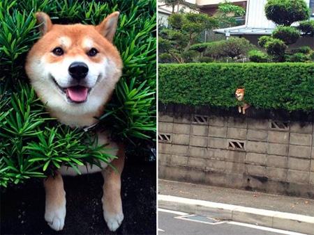 Perros que se atascaron y disimulan cómo si no pasara nada