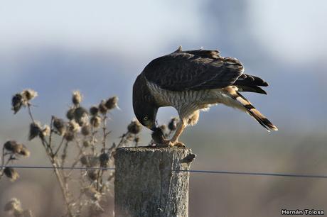 Aguilucho comiendo un roedor