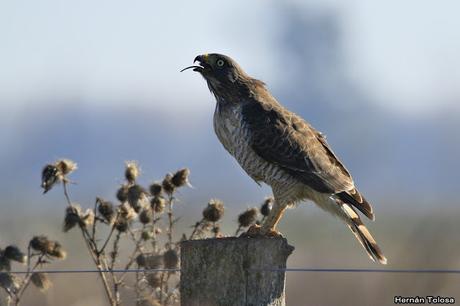 Aguilucho comiendo un roedor