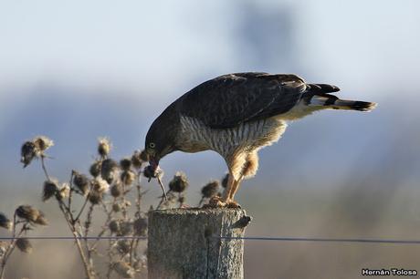 Aguilucho comiendo un roedor