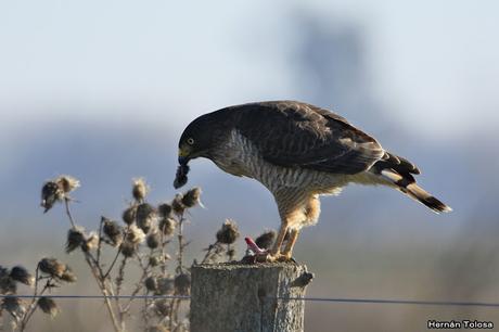 Aguilucho comiendo un roedor