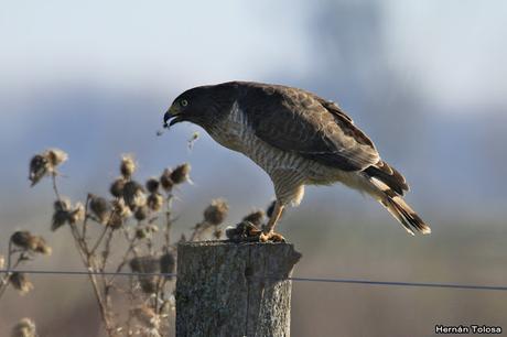 Aguilucho comiendo un roedor