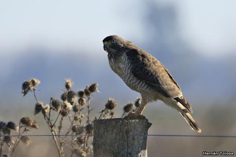 Aguilucho comiendo un roedor