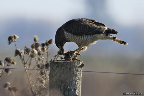 Aguilucho comiendo un roedor