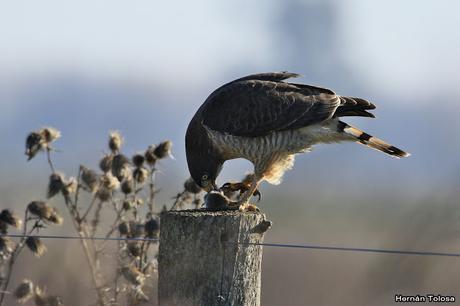 Aguilucho comiendo un roedor