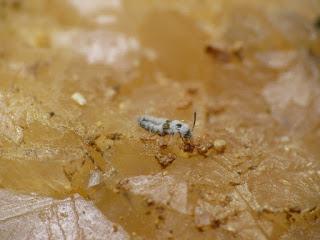 Seguimos con los trabajos en la Sierra de Segura Seguimos con los trabajos en la Sierra de Segura