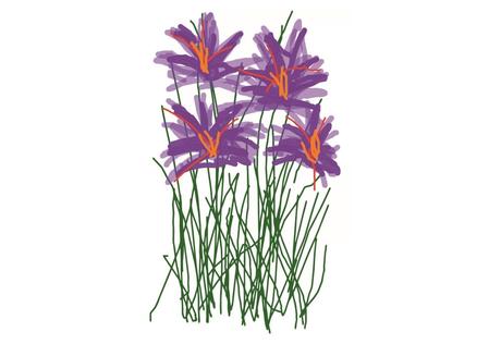 ¡AZAFRÁN! : Savia de La Mancha