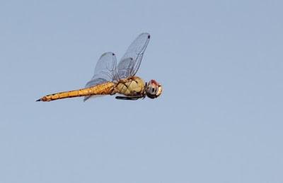 La increíble migración de la mariposa cardera