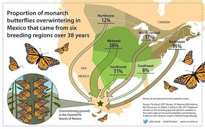 La increíble migración de la mariposa cardera